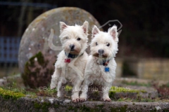 Terrier - West Highland White