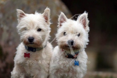 Terrier - West Highland White