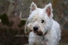 Terrier - West Highland White