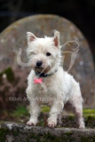 Terrier - West Highland White