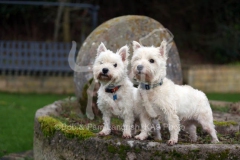 Terrier - West Highland White