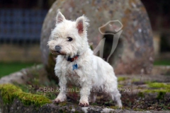 Terrier - West Highland White