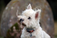 Terrier - West Highland White