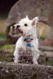 Terrier - West Highland White