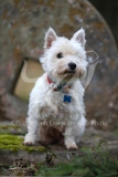 Terrier - West Highland White