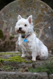 Terrier - West Highland White