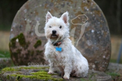 Terrier - West Highland White