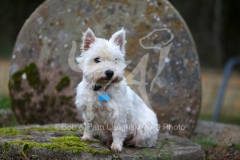 Terrier - West Highland White