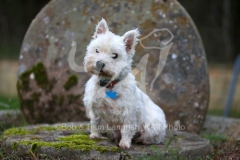 Terrier - West Highland White
