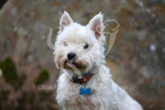 Terrier - West Highland White