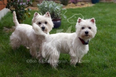 Terrier - West Highland White