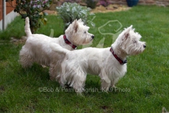 Terrier - West Highland White