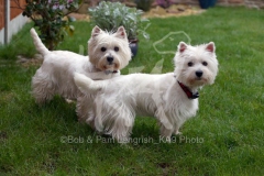 Terrier - West Highland White