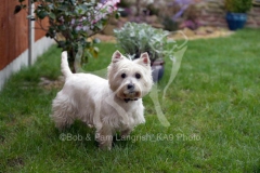 Terrier - West Highland White