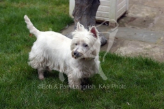 Terrier - West Highland White