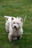 Terrier - West Highland White
