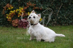 Terrier - West Highland White