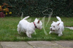 Terrier - West Highland White
