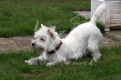 Terrier - West Highland White