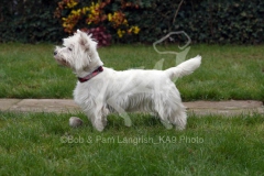 Terrier - West Highland White