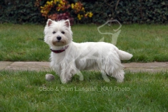 Terrier - West Highland White