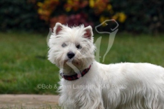 Terrier - West Highland White