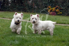 Terrier - West Highland White