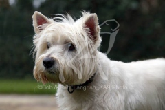 Terrier - West Highland White