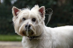 Terrier - West Highland White