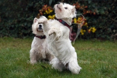 Terrier - West Highland White
