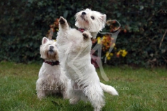 Terrier - West Highland White
