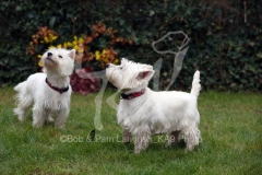Terrier - West Highland White