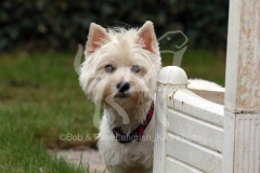 Terrier - West Highland White