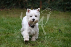 Terrier - West Highland White