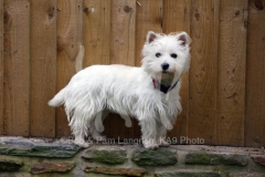 Terrier - West Highland White
