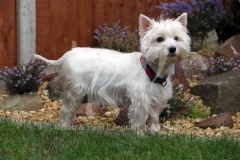 Terrier - West Highland White