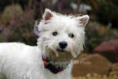 Terrier - West Highland White