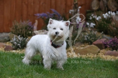 Terrier - West Highland White