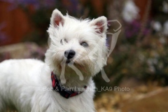 Terrier - West Highland White