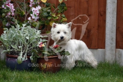 Terrier - West Highland White