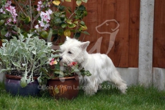 Terrier - West Highland White
