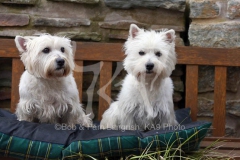 Terrier - West Highland White