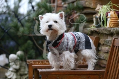 Terrier - West Highland White