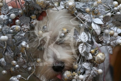 Terrier - West Highland White