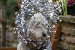 Terrier - West Highland White