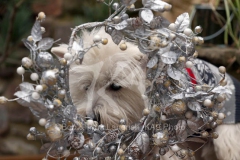Terrier - West Highland White