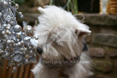 Terrier - West Highland White