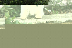 Terrier - West Highland White