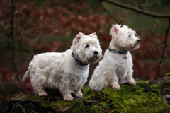 Terrier - West Highland White
