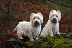Terrier - West Highland White